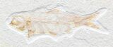 Bargain Multiple Knightia Fossil Fish Plate - x #41062-1